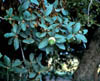 Quercusgri3603