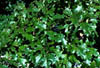 Quercusgrv3300