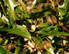 Quercusgrv3348