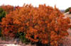 Quercusgrv3352