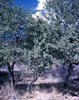 Quercushem4104