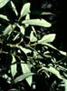 Quercushyp3183