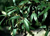 Quercushyp3331