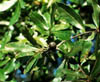 Quercuslau3079
