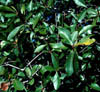 Quercuslau3874