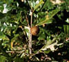 Quercuslyr3073