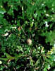 Quercuslyr3146
