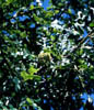 Quercusmac3599