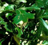 Quercusmac4097