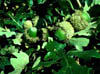 Quercusmac5175