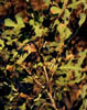 Quercusmag3294