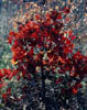 Quercusmal3134
