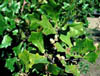 Quercusmal3200