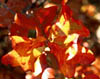 Quercusmal3227