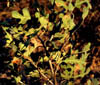 Quercusmar6533