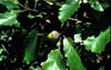 Quercusmic1411