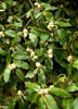 Quercusmic3628