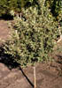 Quercusmoh3609