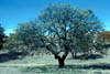 Quercusmoh3723