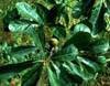 Quercusnig3223