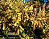 Quercusnig3312