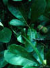 Quercusnig3898