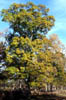 Quercusnut3142