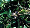 Quercusnut3311