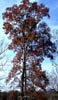 Quercusnut4228