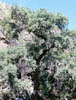 Quercusobl3901