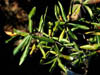 Quercusphe3870