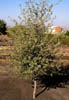 Quercuspp3343