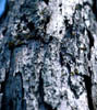 Quercuspp3684