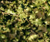 Quercuspp3721