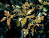 Quercuspv2990