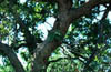 Quercuspv4109