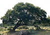Quercuspv4226