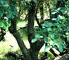 Quercusrug3167