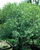 Quercusrug3345