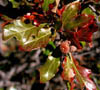 Quercussb3206