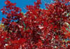 Quercusshu3259
