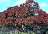Quercusshu3292