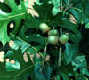 Quercusshu3359