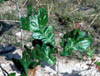 Quercussim3275