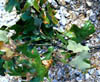 Quercussim3320