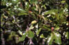 Quercussis5198