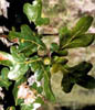 Quercusste3124
