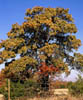 Quercusste3148