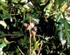 Quercustex3214