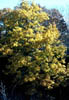 Quercustex3611